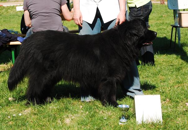 Mimo konkurenci feny